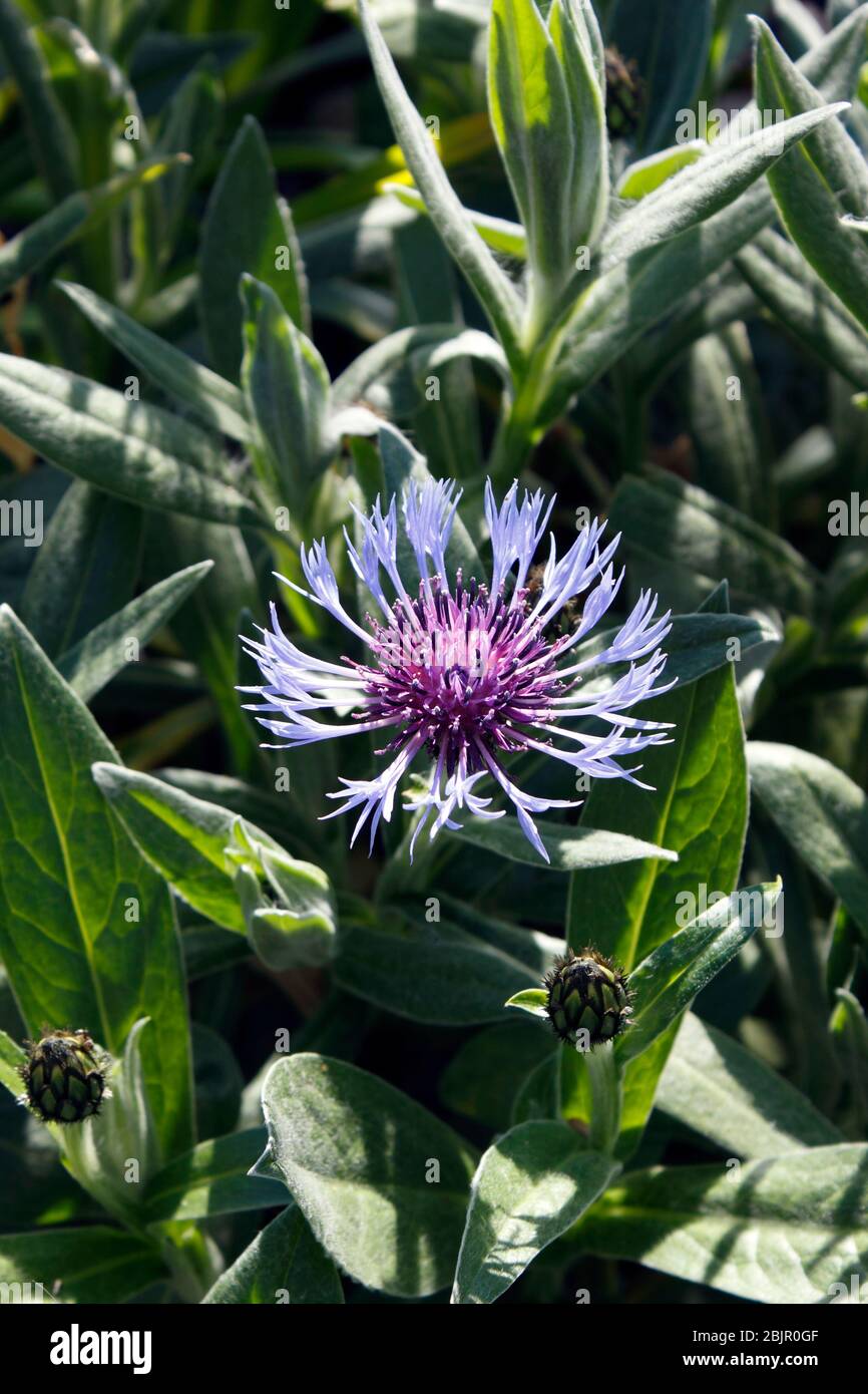 CENTAUREA MONTANA PARHAM. CORNFLOWER. HARDHEAD. KNAPWEED Stock Photo