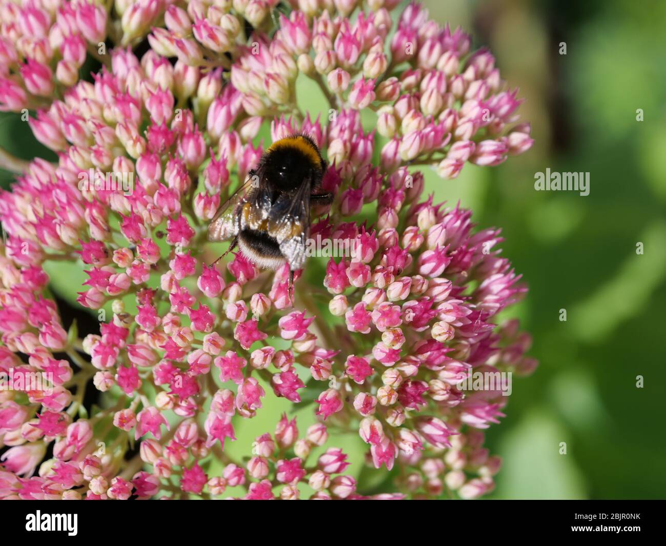 Bumble bee pollen hi-res stock photography and images - Alamy
