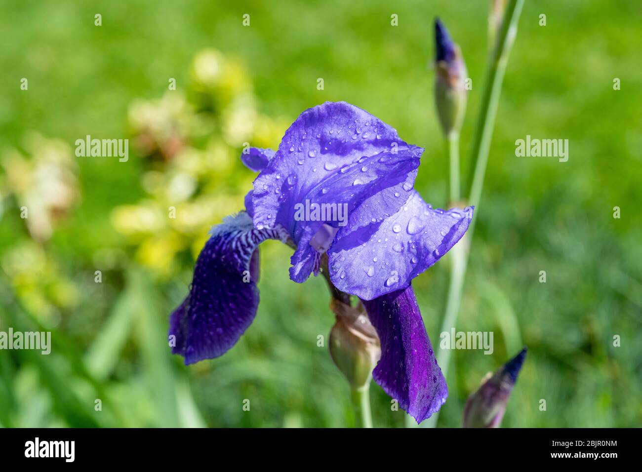 Droplets of rain on the petals of a Blue Flag Iris in an English cottage garden in Springtime. Stock Photo