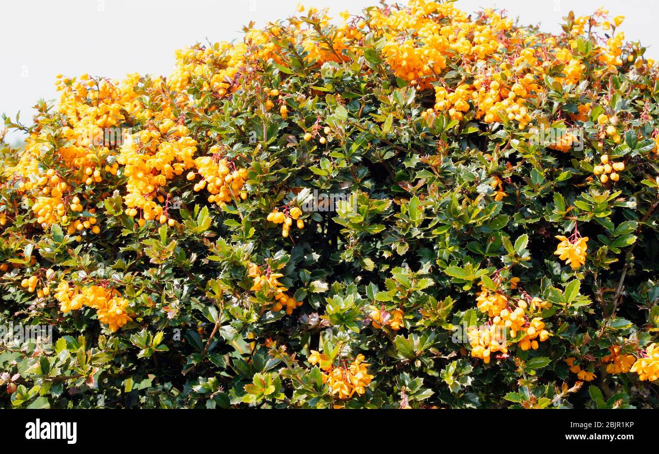 Orange flowers of berberis darwini in spring Stock Photo