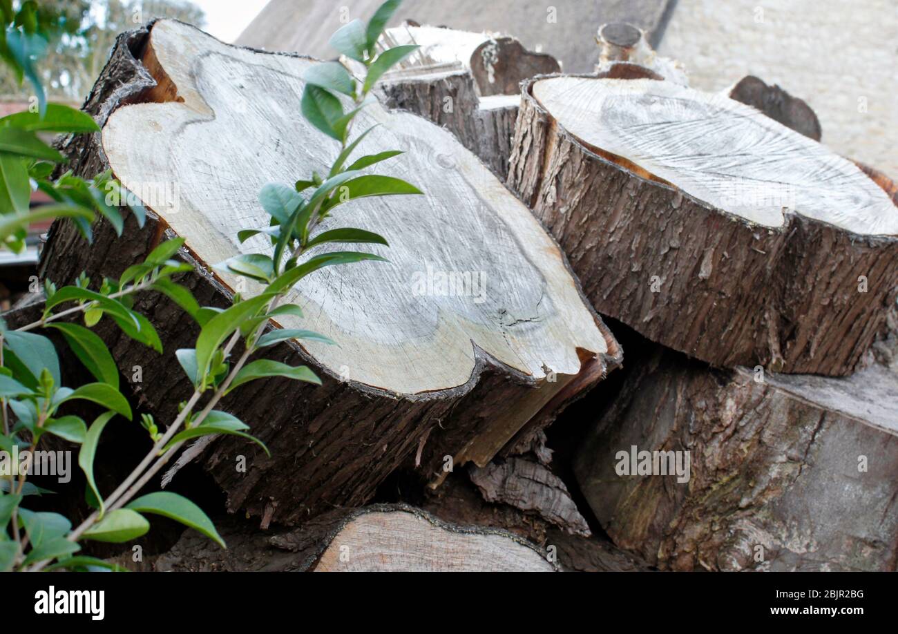 Log pile in springtime ready for winter weather Stock Photo