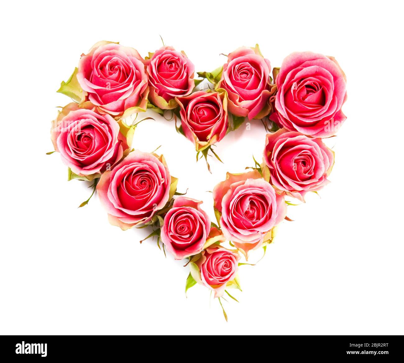 Love rose Cut Out Stock Images & Pictures - Alamy