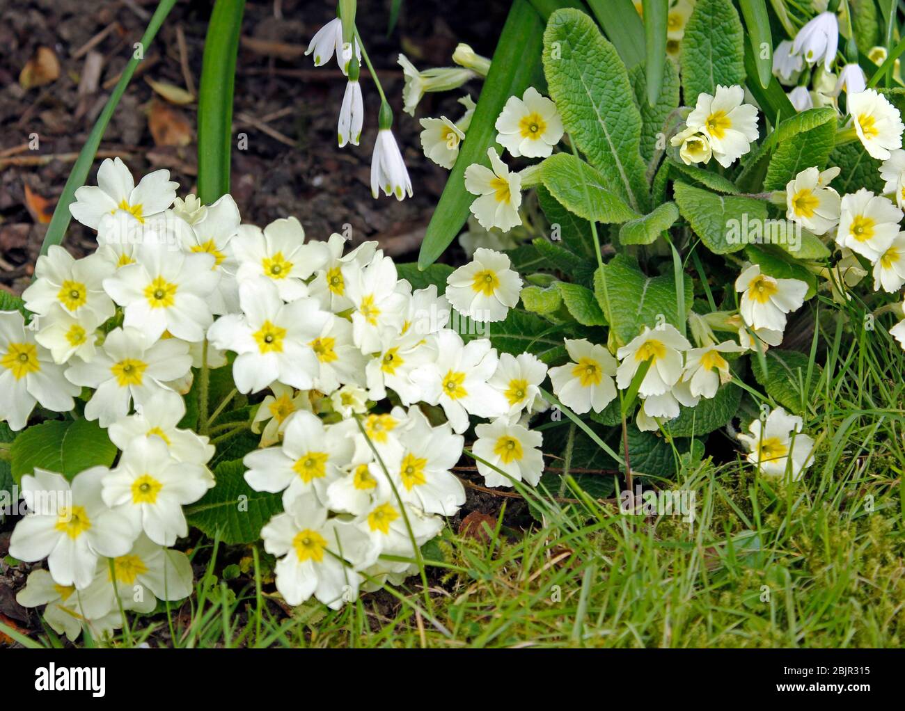 English primroses in springtime Stock Photo