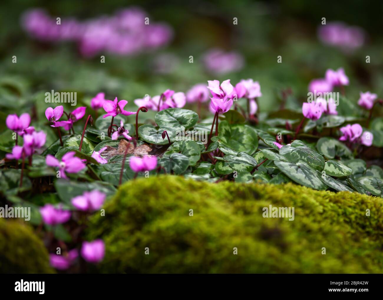close up selective focus of a  purple pink Cyclamen growing on a moss rockery  shot for copy space and text over lay Stock Photo