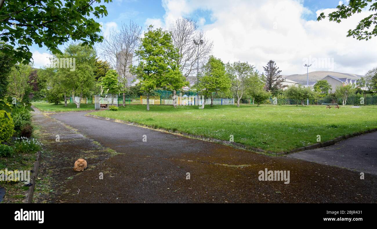 Town park and public open space containing a grumpy-looking orange cat tabby cat in Dingle, County Kerry, Ireland Stock Photo