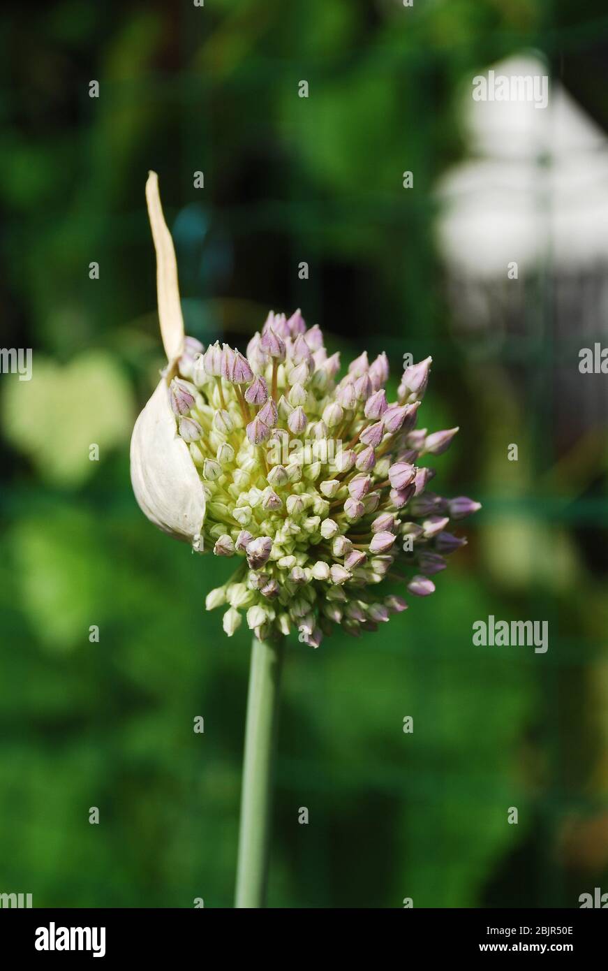 An allium flower blossoms from out of its bud. This one is from a garlic plant in Italy Stock Photo