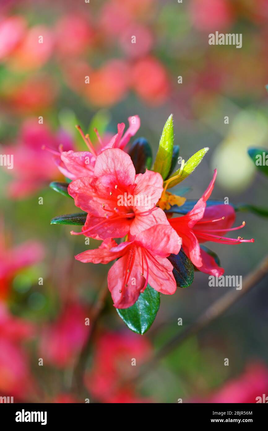 Red azalea flower hi-res stock photography and images - Alamy