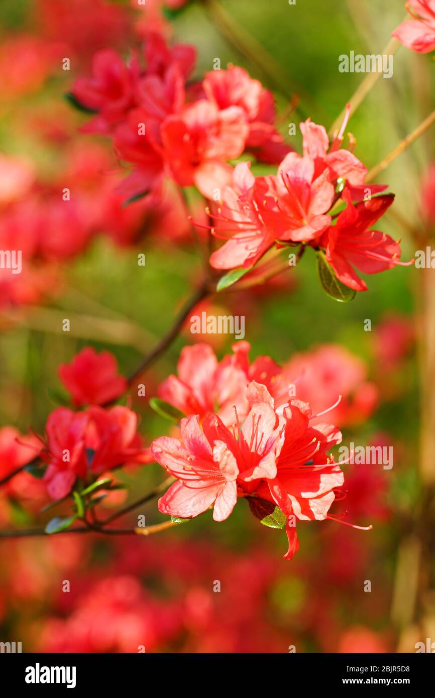 Red azalea flower bush in the spring garden Stock Photo - Alamy
