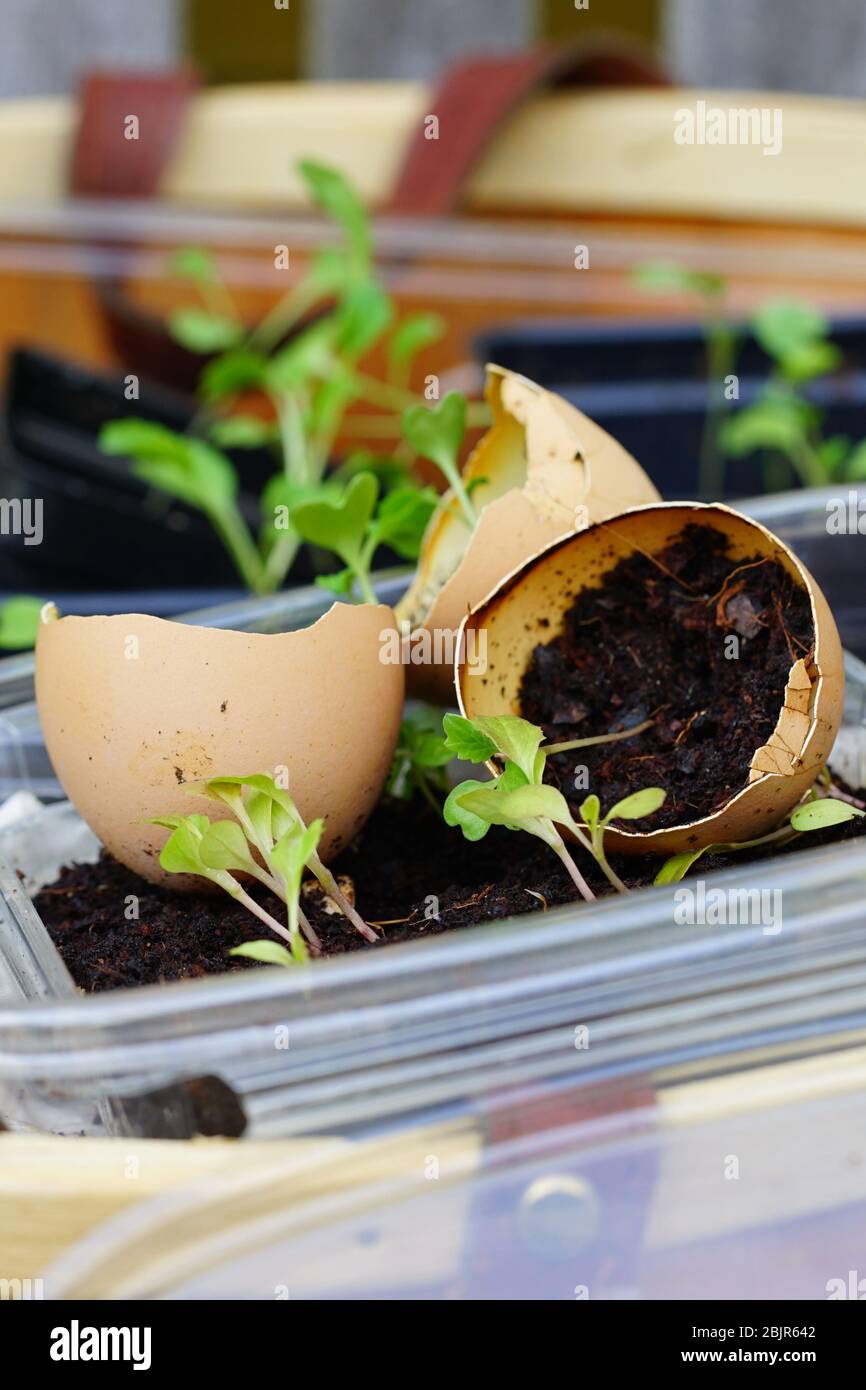 Growing kale seeds in eggshells and plastic salad crates Stock Photo