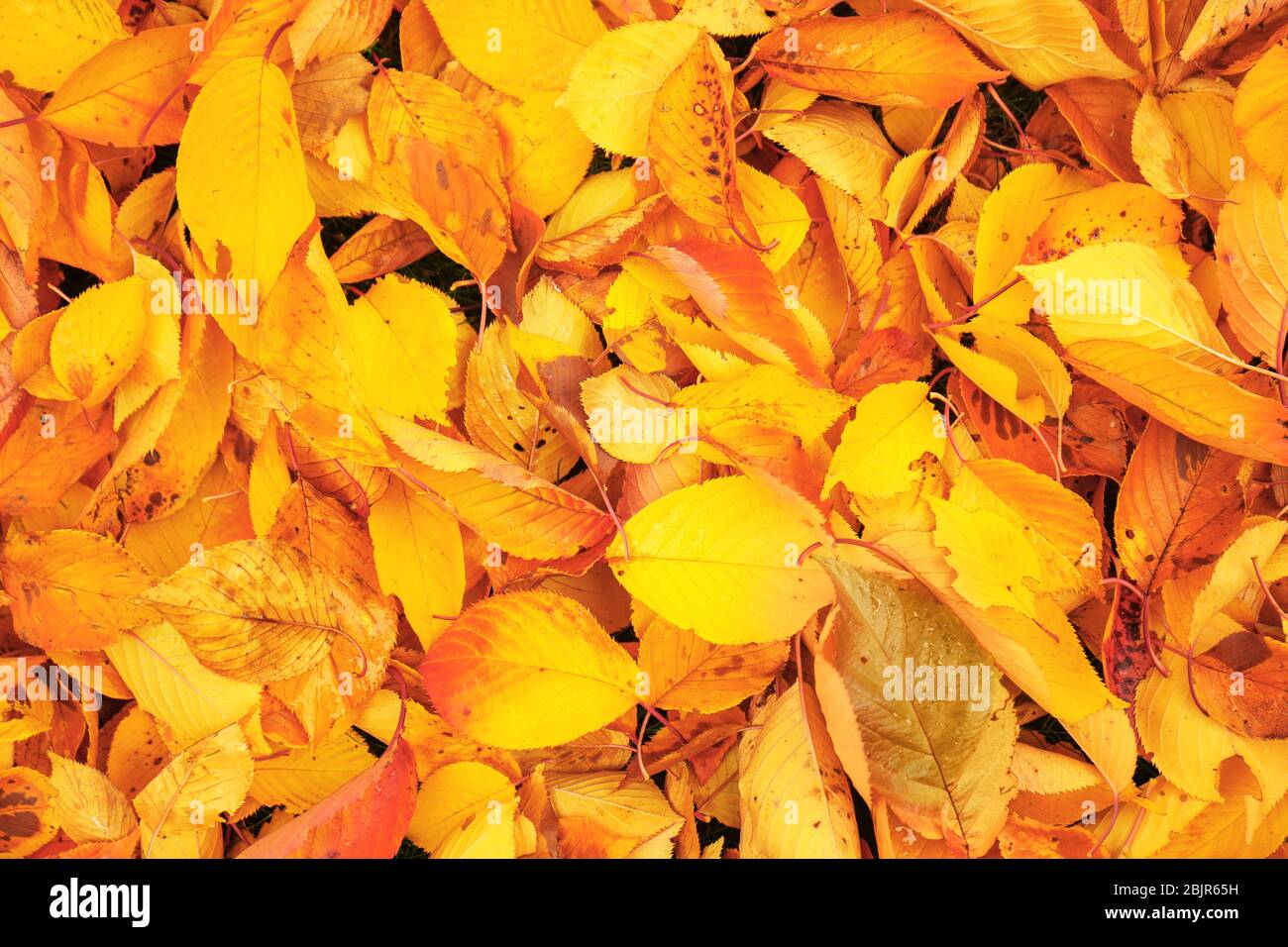 Colorful autumn leaves as background Stock Photo - Alamy