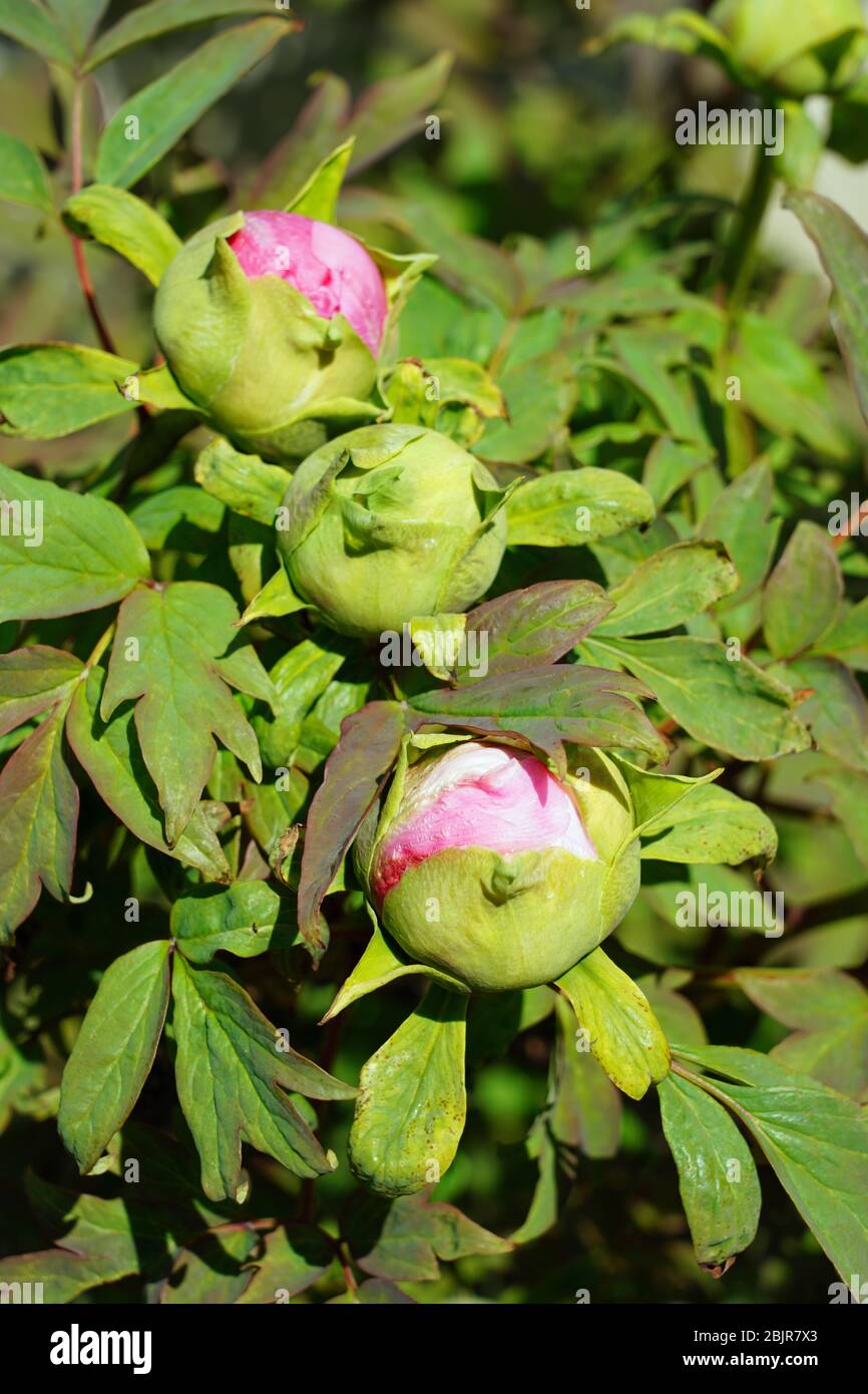 Pink tree peony flower bud on the bush Stock Photo - Alamy