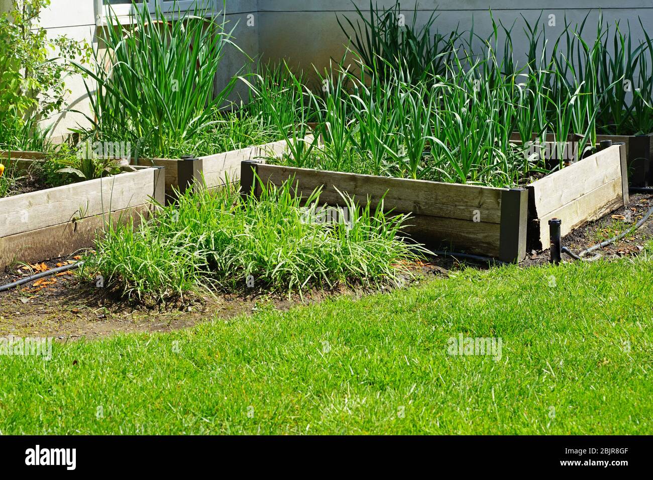 Garlic growing raised bed hires stock photography and images Alamy