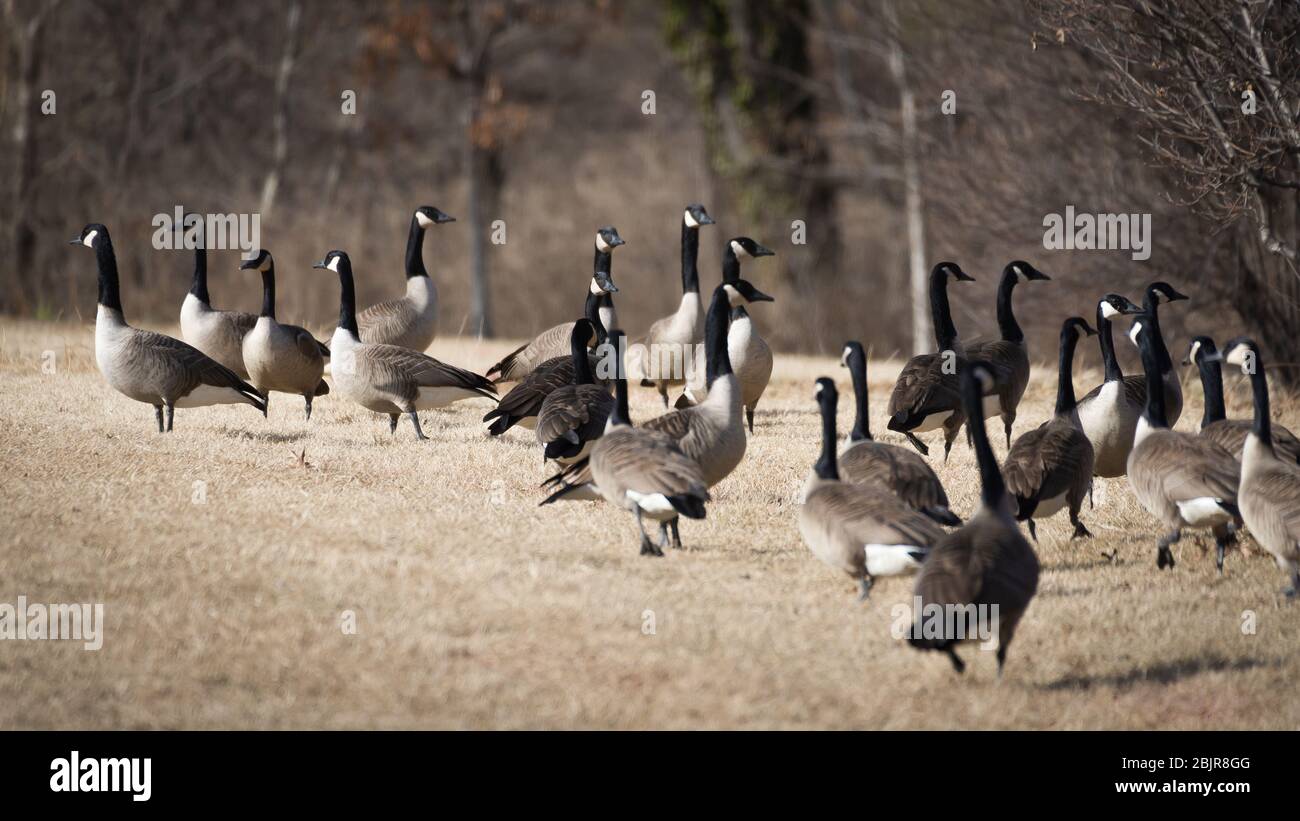 Flock of migrating Canadian geese in George Washington Parkway in Washington,  DC Stock Photo - Alamy