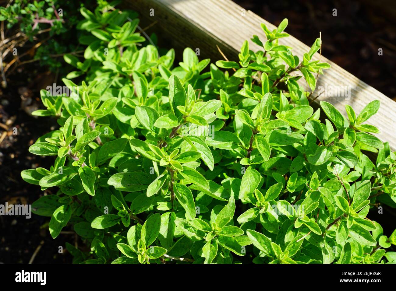 Oregano plant growing in the herb garden Stock Photo - Alamy