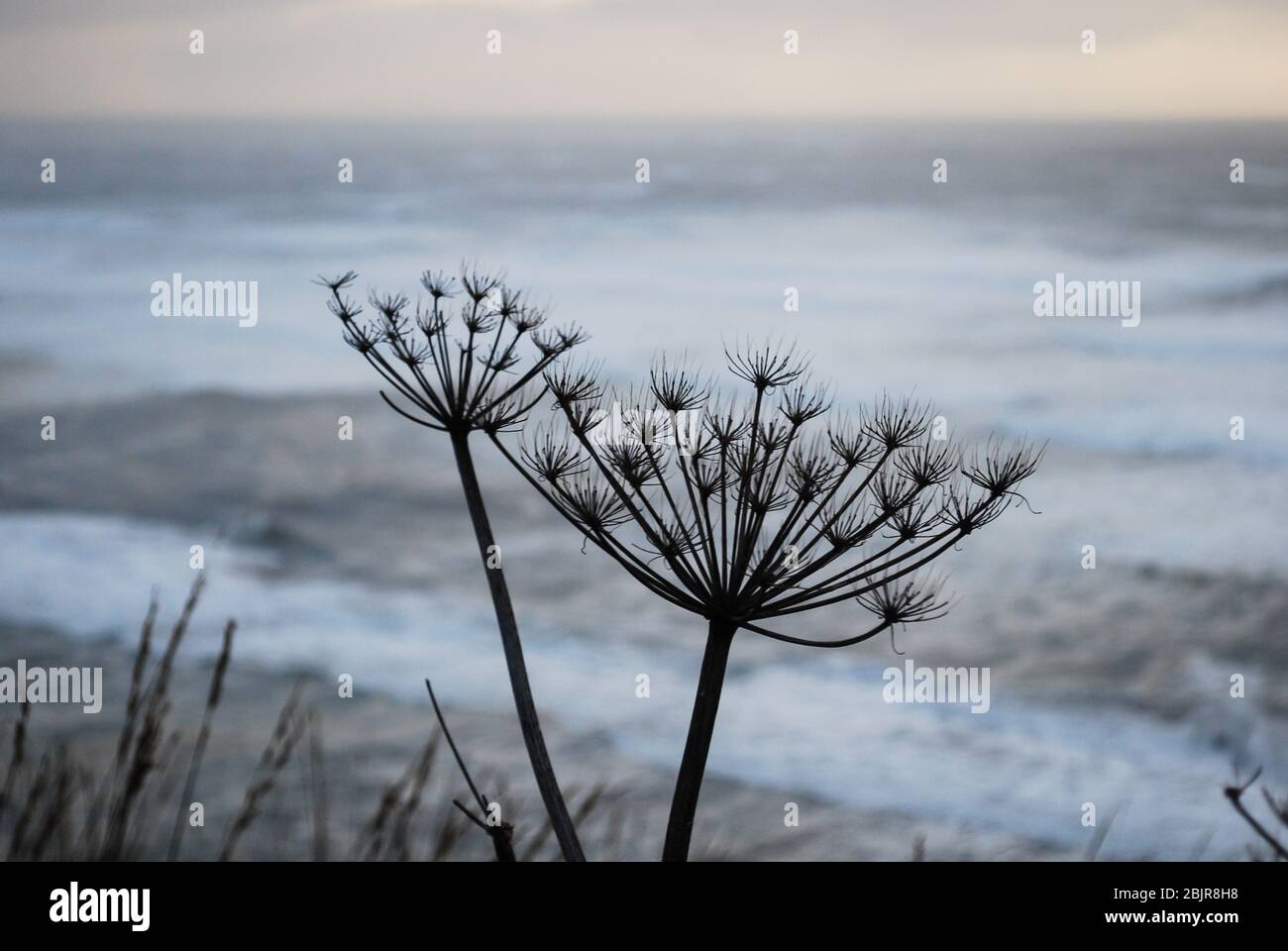 A dry stand of cow parsnip on a cliff overlooking the Pacific Ocean Stock Photo