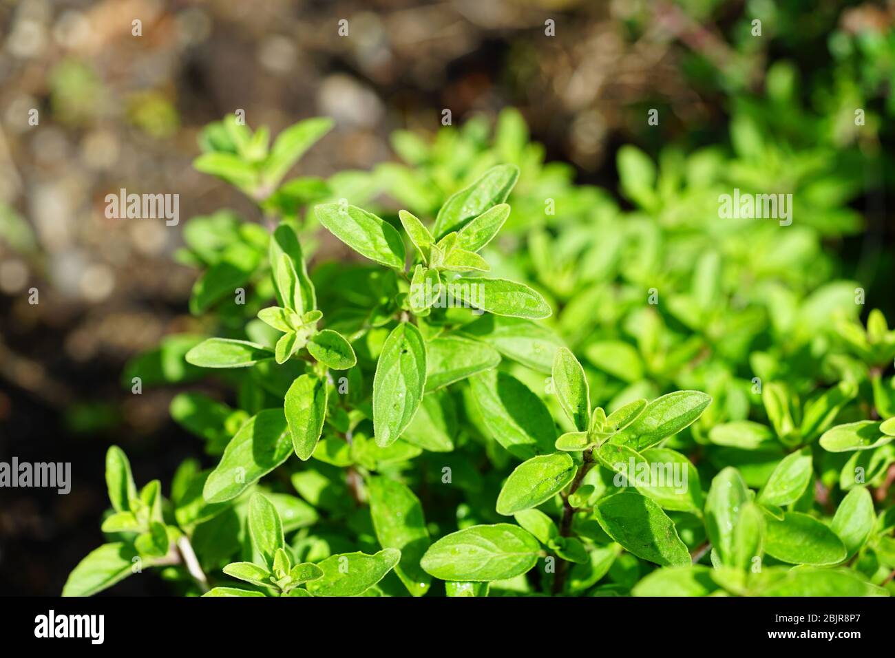 Oregano plant growing in the herb garden Stock Photo Alamy