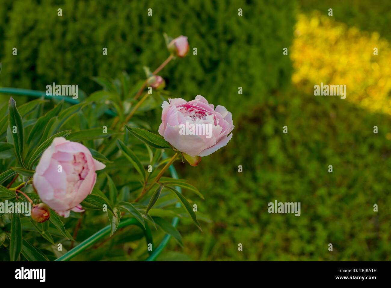 Summer flowers series, beautiful pink peony flowers in garden Stock ...
