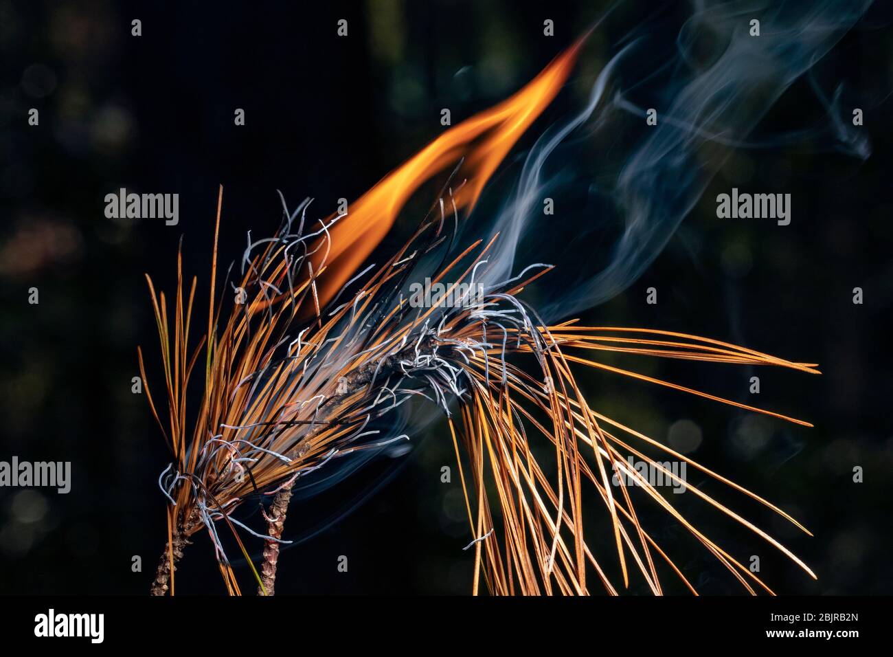 Closeup of pine needles burning North Carolina, USA Stock Photo Alamy