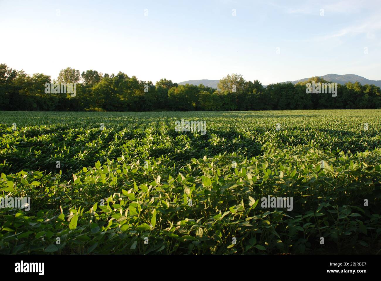Soyabean soybean soyabeans soybeans hires stock photography and images Alamy