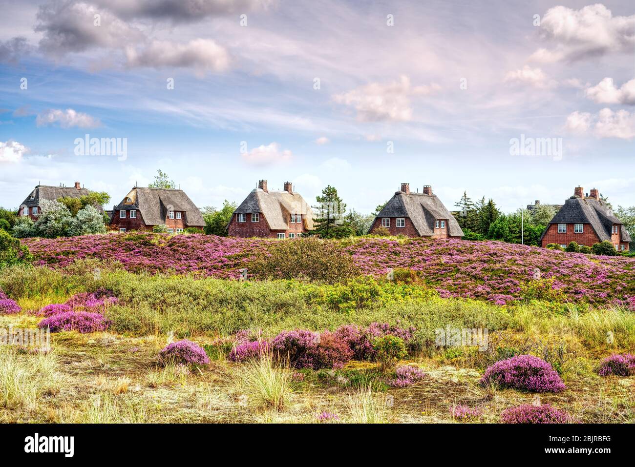 Thatched cottages with blooming heather growing on the dunes. Fairytale panorama landscape on the island of Sylt, North Frisian Islands, Germany. Stock Photo