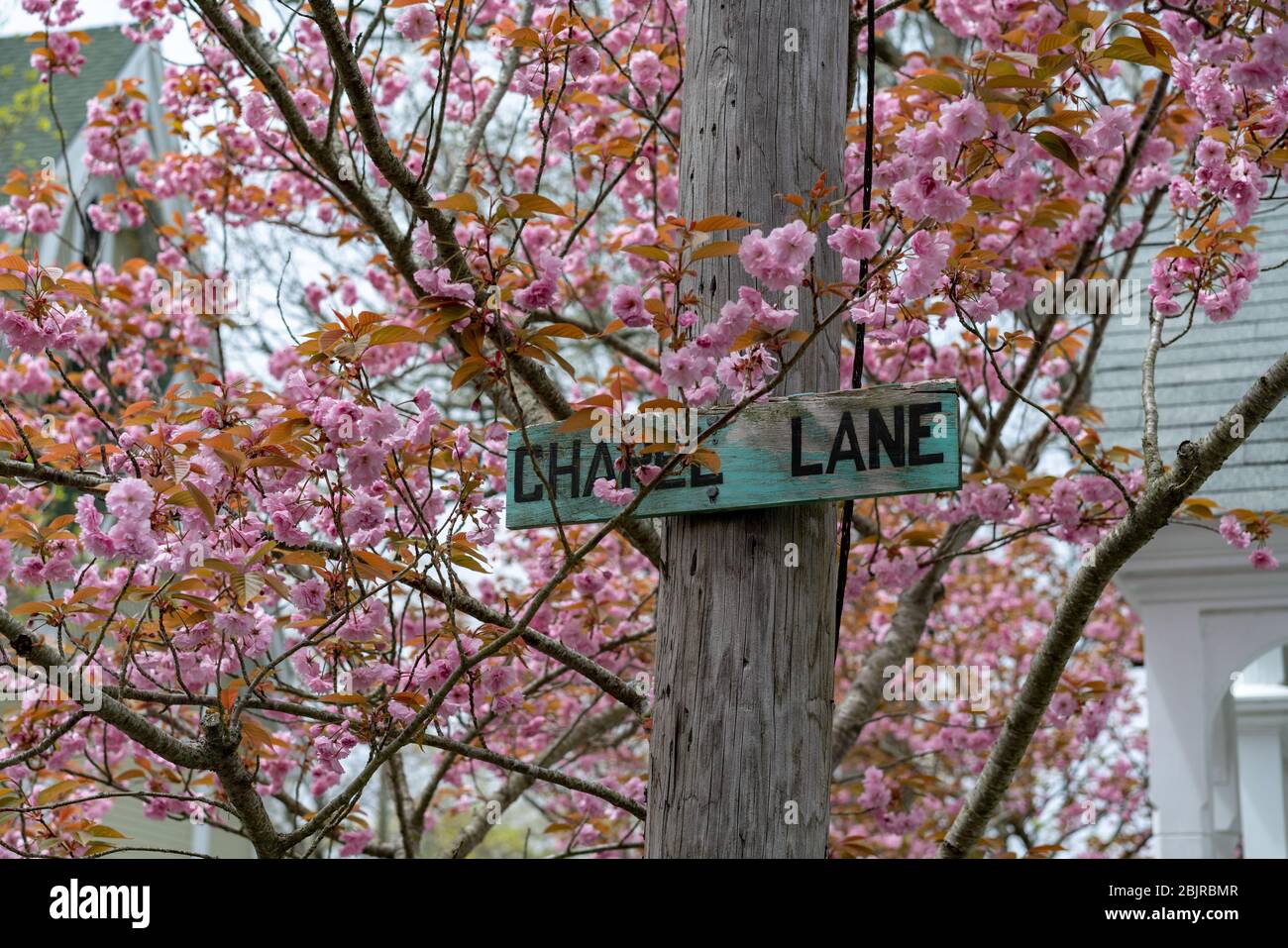 Blooming Cherry trees at Oak Bluffs Campground in Martha's Vineyard, Massachusetts. Stock Photo