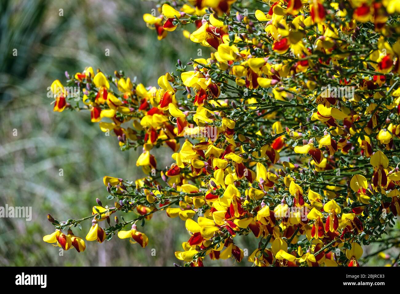 Scotch Broom Cytisus scoparius 'Firefly' flowering shrub Stock Photo