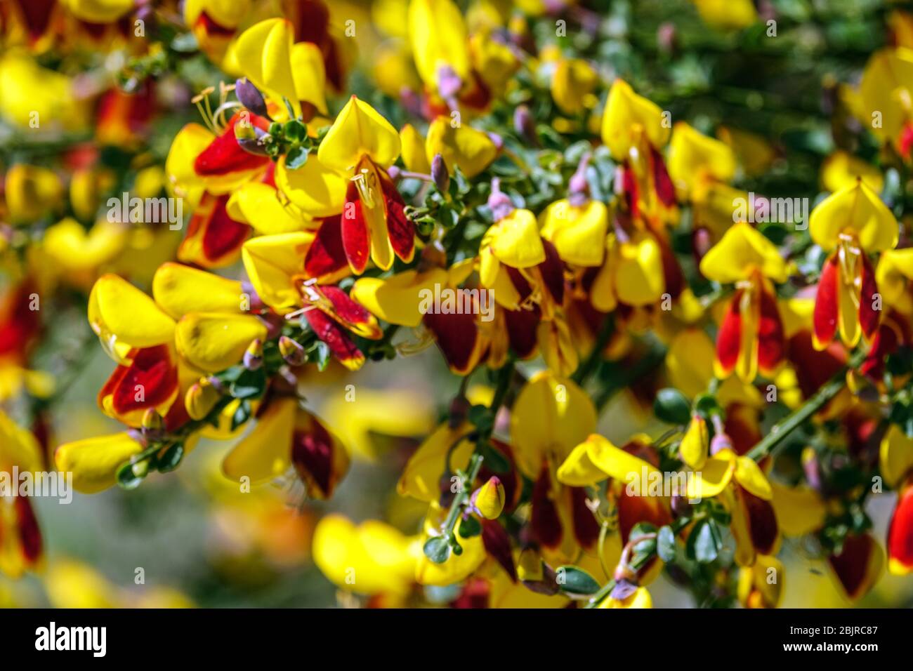 Scotch Broom Cytisus scoparius 'Firefly' red yellow flowers Stock Photo