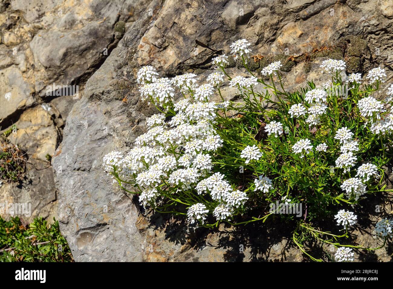 Iberis sempervirens grows on rockery garden, plant growing in rock, alpine plants rockery stone Stock Photo