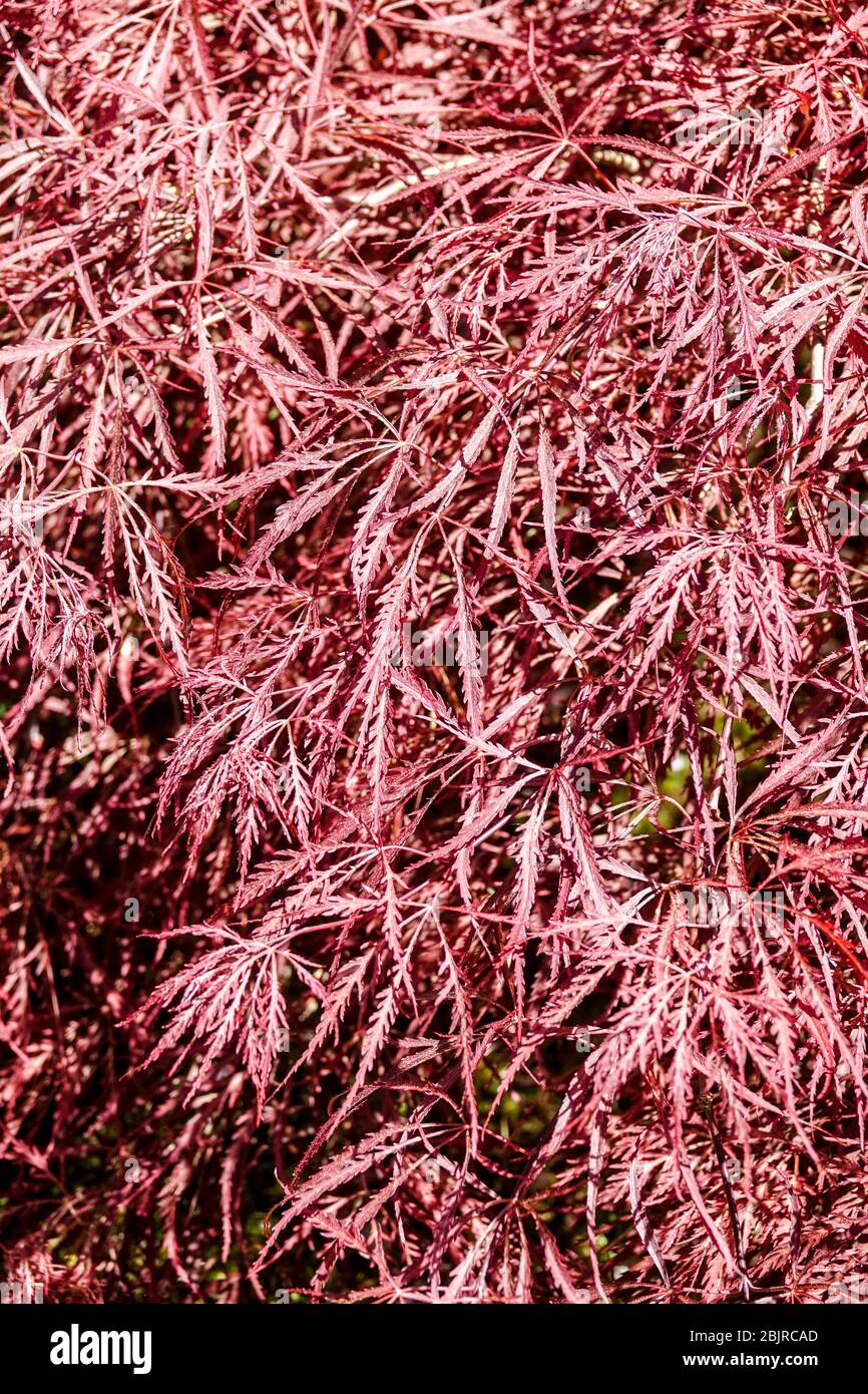 Japanese Maple Acer palmatum 'Dissectum Nigrum' spring fresh leaves Stock Photo