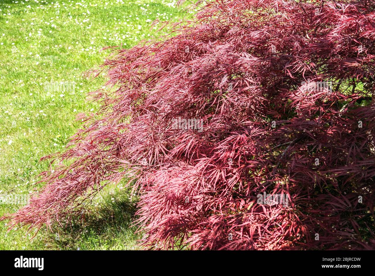Japanese Maple Acer palmatum 'Dissectum Nigrum' syn. 'Ever Red'  small tree Stock Photo