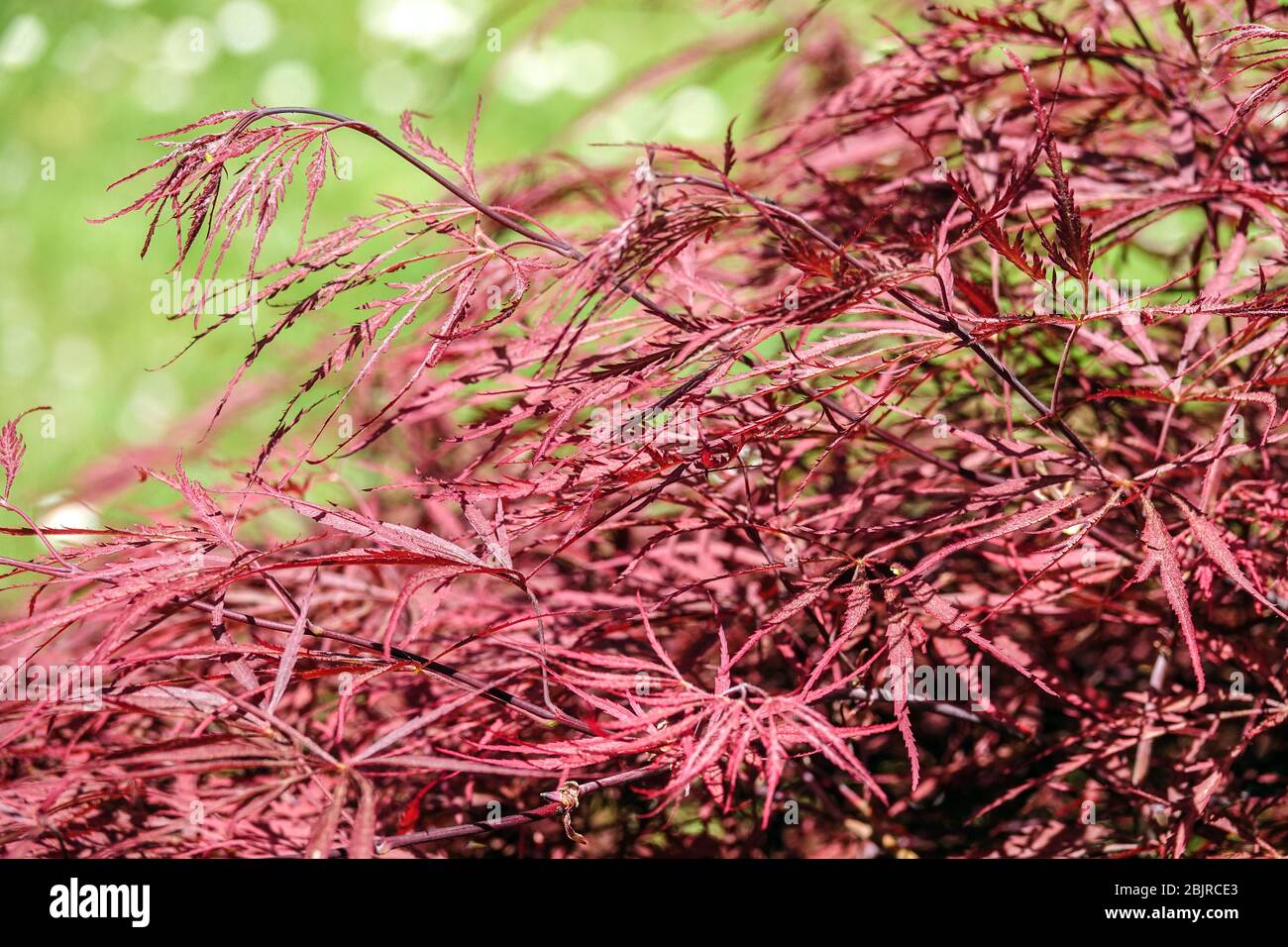 Japanese Maple Acer palmatum 'Dissectum Nigrum' syn. 'Ever Red'  twig Stock Photo