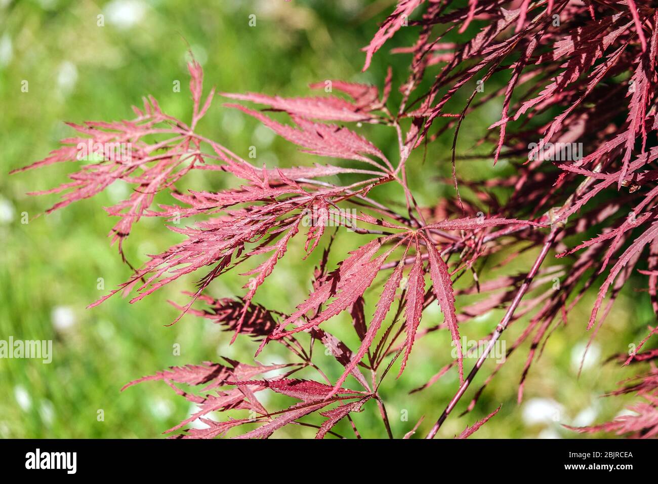 Japanese Maple Acer palmatum 'Dissectum Nigrum' spring leaves Stock Photo