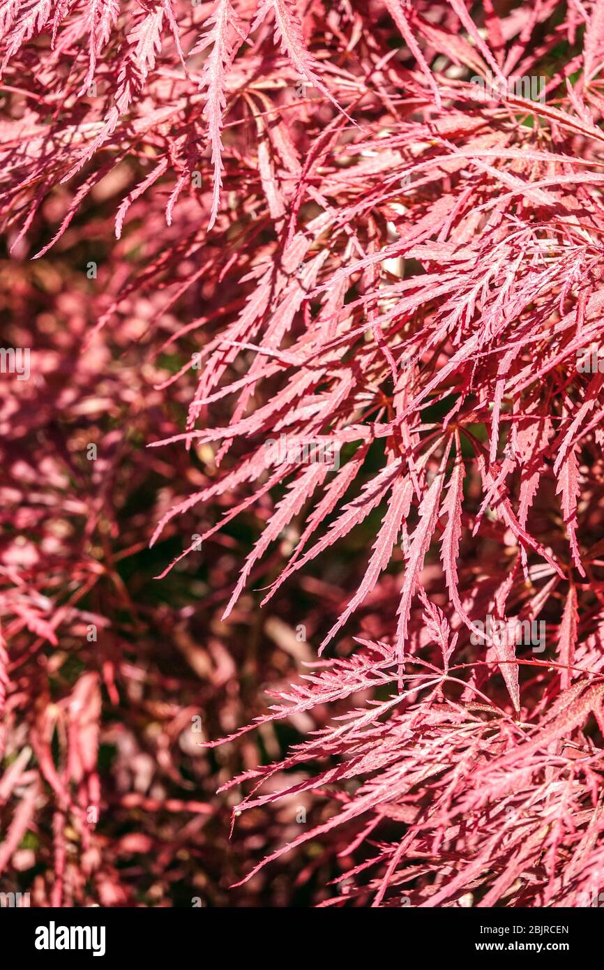 Japanese Maple Acer palmatum 'Dissectum Nigrum' syn. 'Ever Red' spring foliage Stock Photo