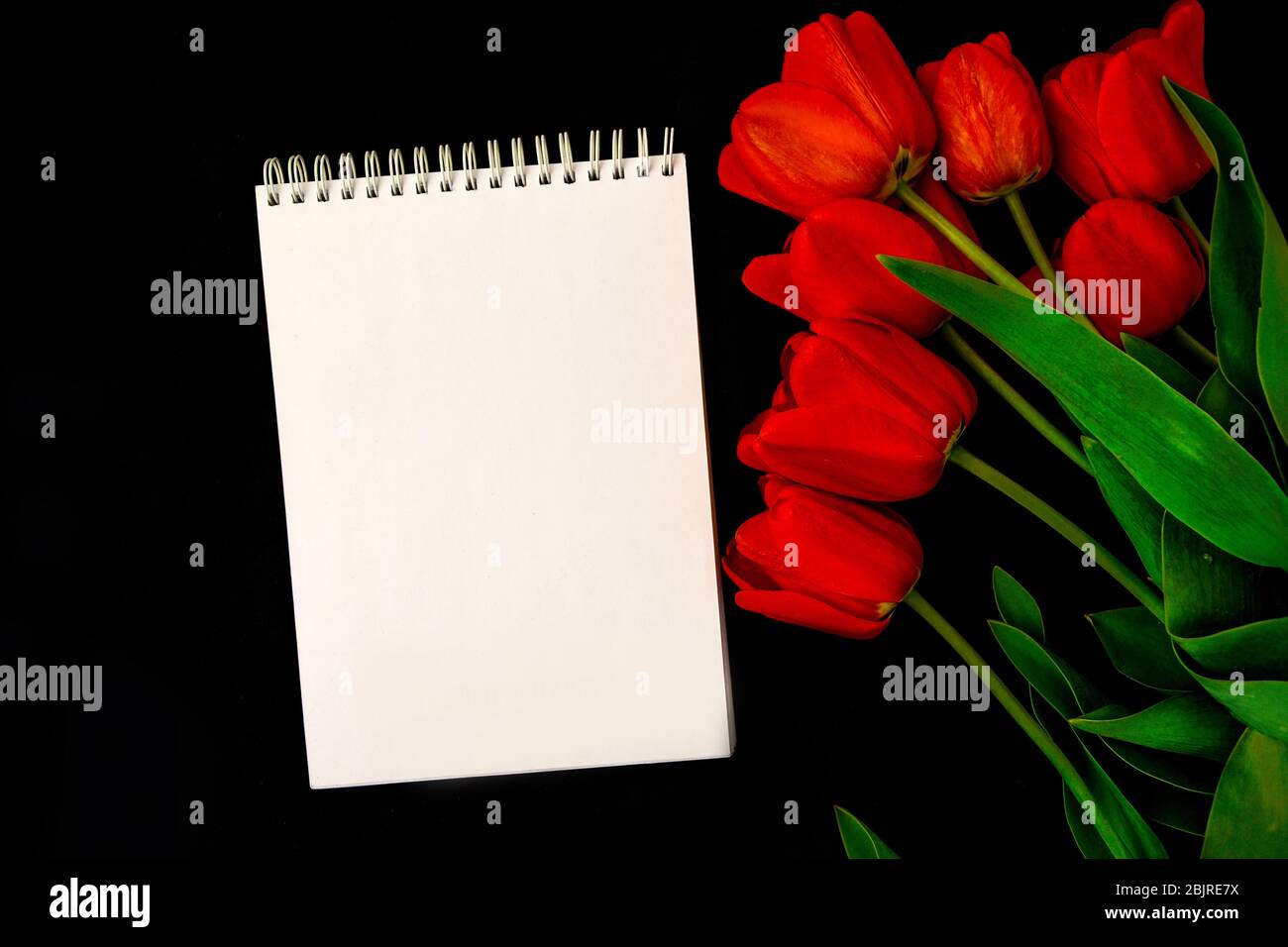 White blank condolence card with red tulips on the dark background. Fresh flowers. Empty place for a text. Stock Photo