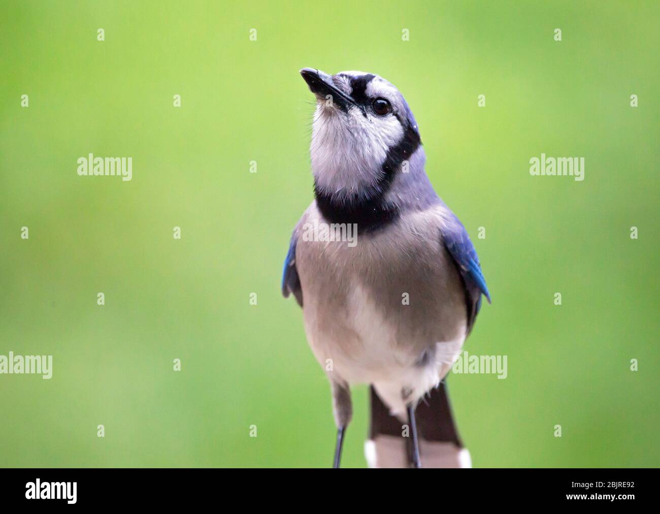 Closeup of a perched Blue Jay bird with a bright green background Stock ...