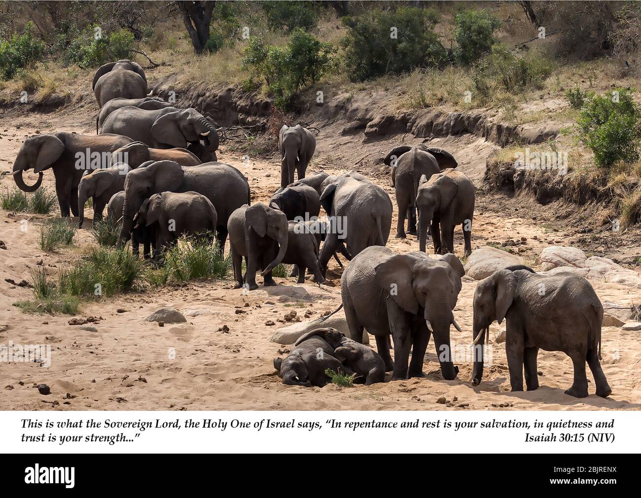 A herd of elephants with calves take a rest in a dried water hole in Kruger National Park, South Africa Stock Photo