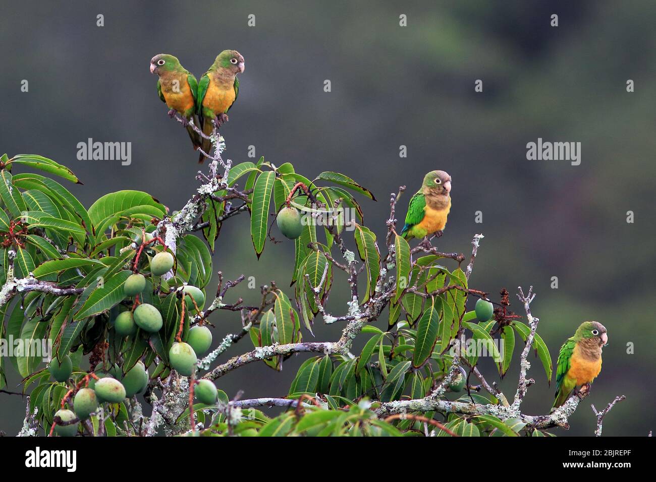 flock of parrot perched on a mango tree Stock Photo