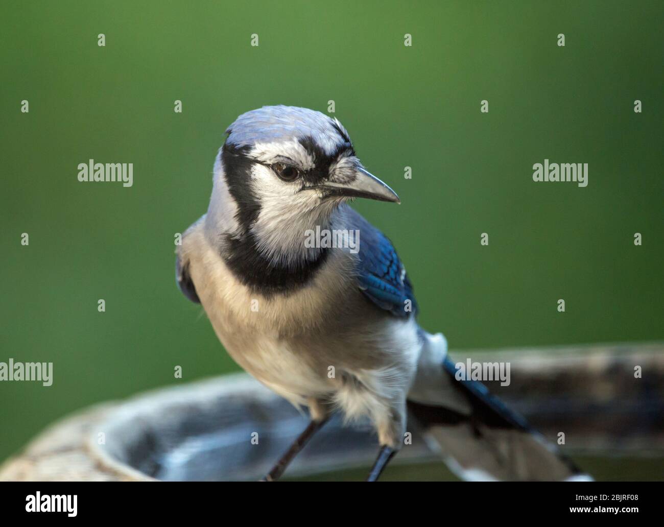 Closeup of a colorful blue jay bird perched on a bird bath with dark green background. Stock Photo