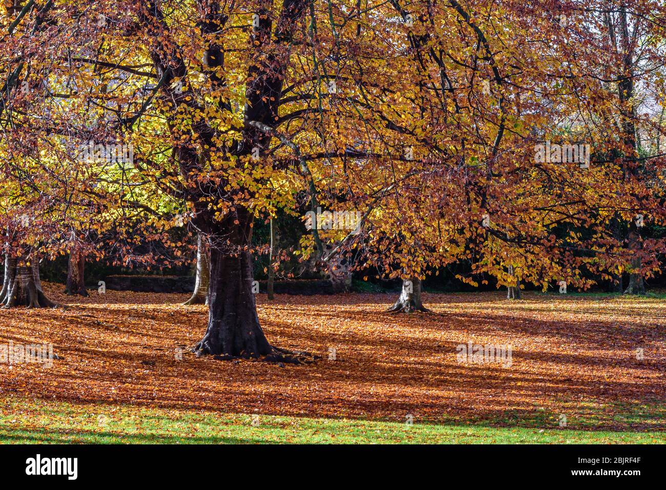 Beautiful autumn colors of a tree in the park. Stock Photo
