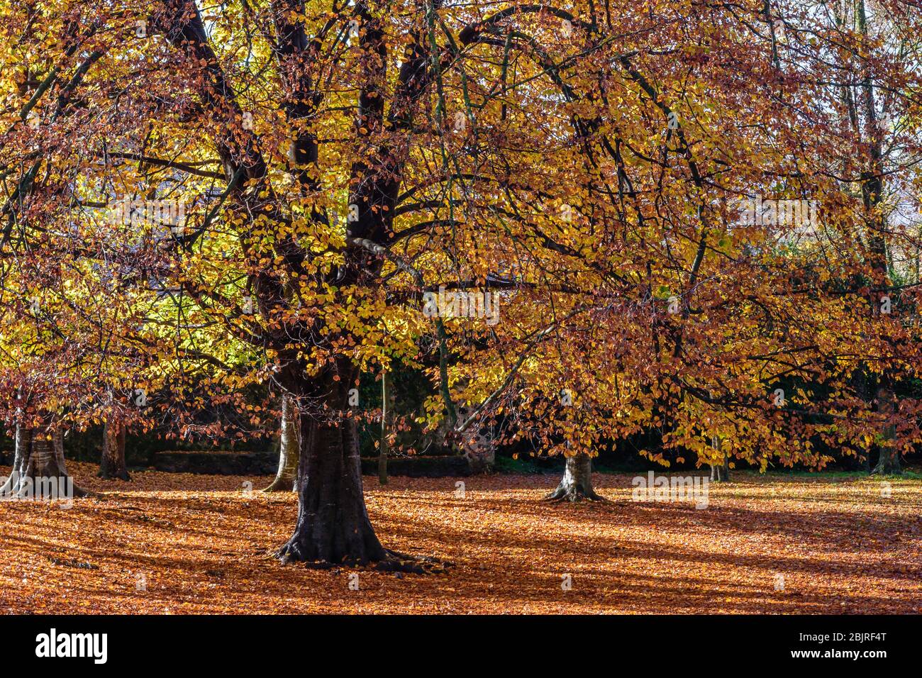 Colorful autumn trees in the park. Stock Photo