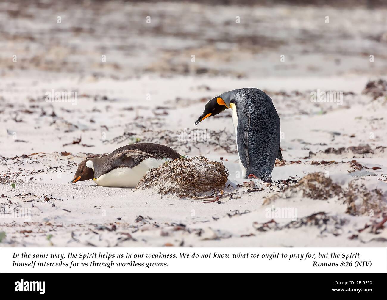 Two Penguins on a beach, one lying down the other behind looking on, with Christian Scripture Romans 8:26, from the New Testament Stock Photo