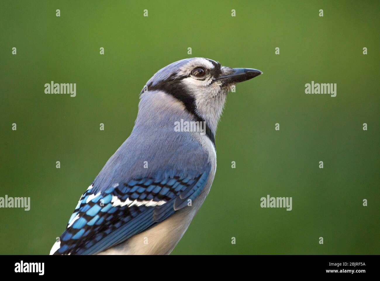 Closeup of a colorful blue jay bird with a dark green background. Stock Photo