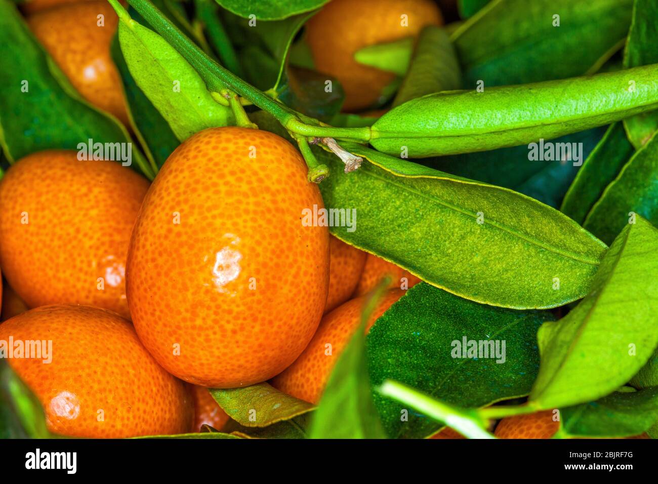 Malayan kumquat fortunella foliage and fruit macro background Stock