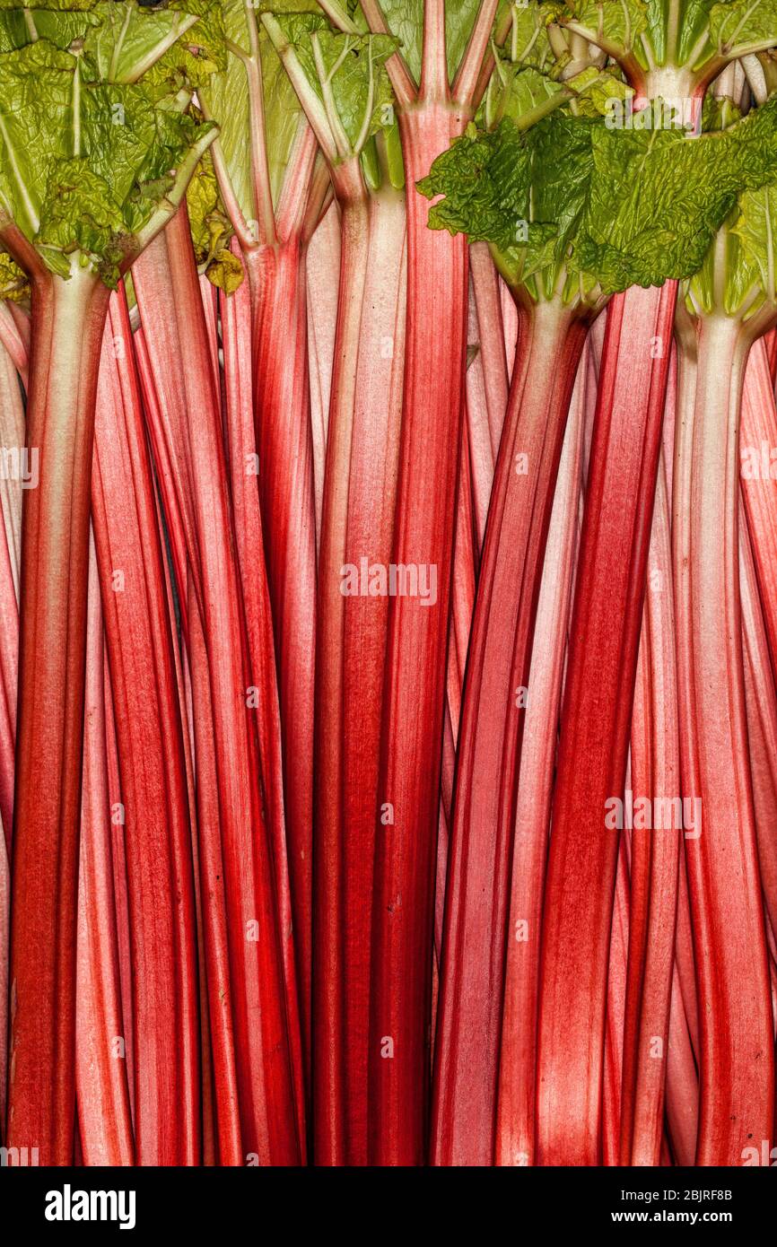Rhubarb full rose red background. Rheum. Macro. Colored background filled with rhubarb strips. Rhubarb is an edible vegetable. Stock Photo