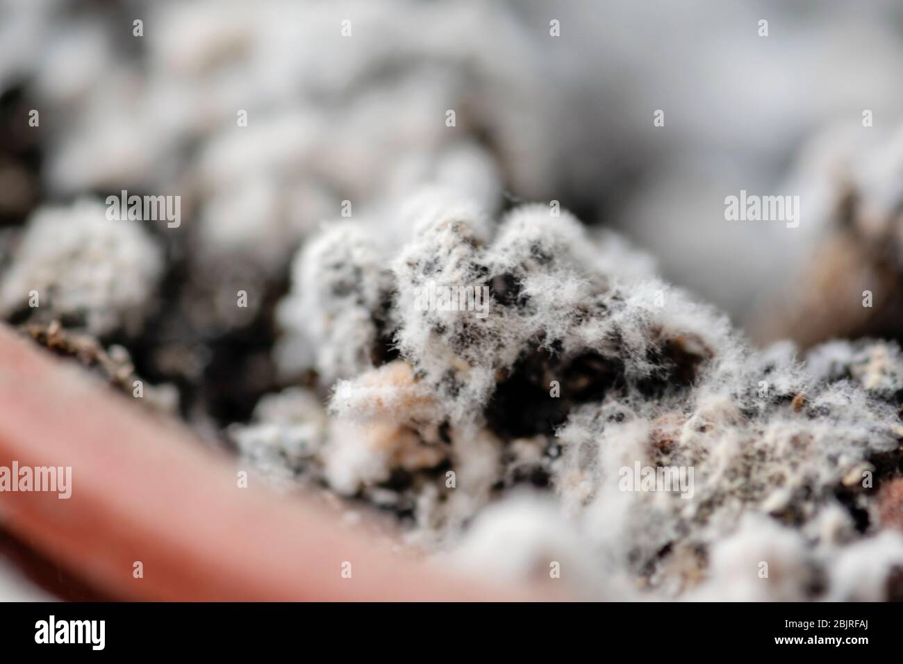Selective focus on mould growing on a soil in the flower pot with the house plant in humid environment. Fungus disease in houseplant. Stock Photo