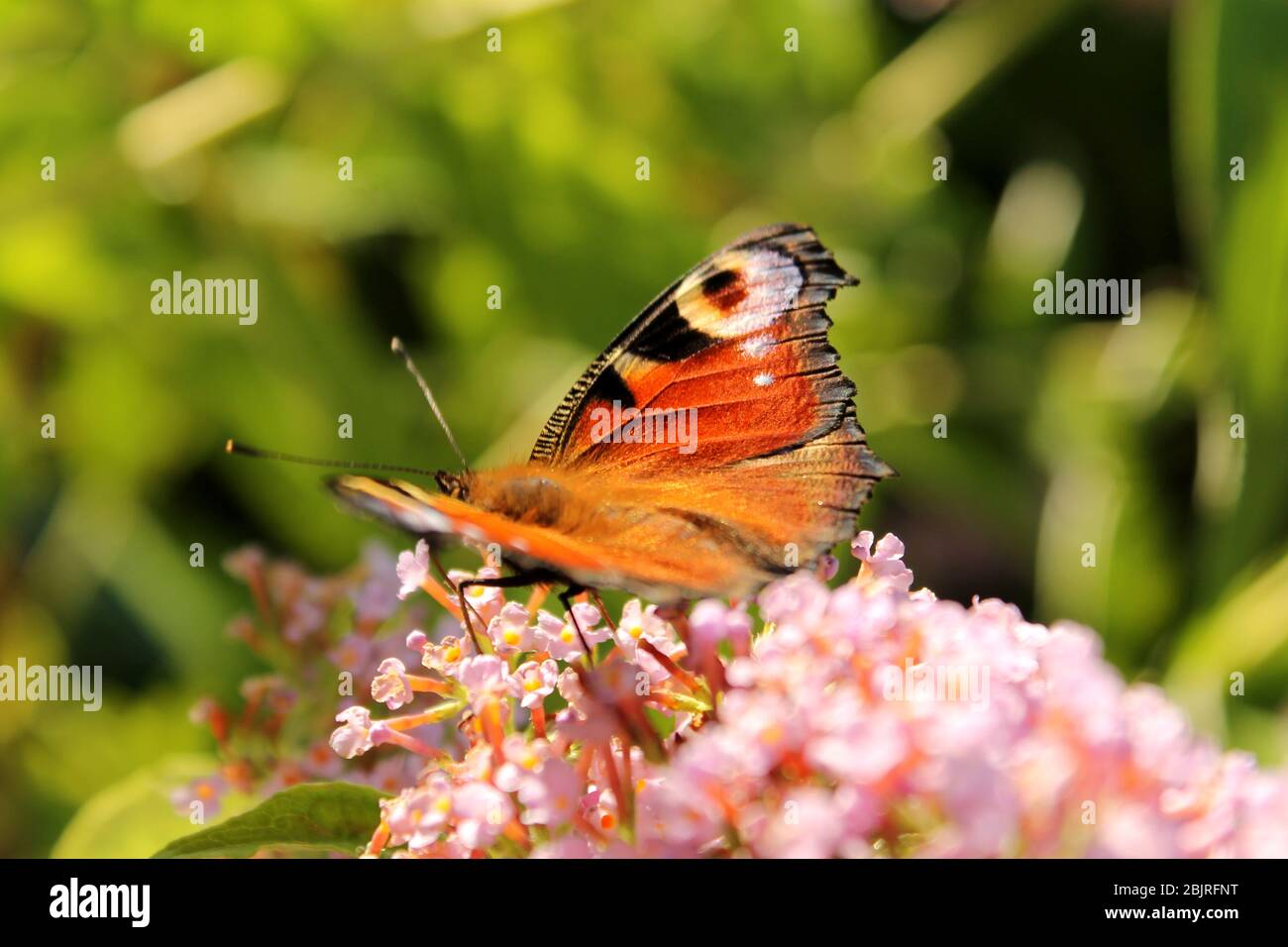 Beautiful orange and red butterfly sitting on a lilac in the Garden, Germany. Stock Photo