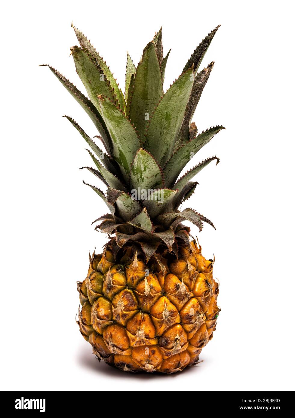 Nano pineapple on white. Plant genus of the Bromeliad family, Bromeliaceae. From South America and Central America. Stock Photo