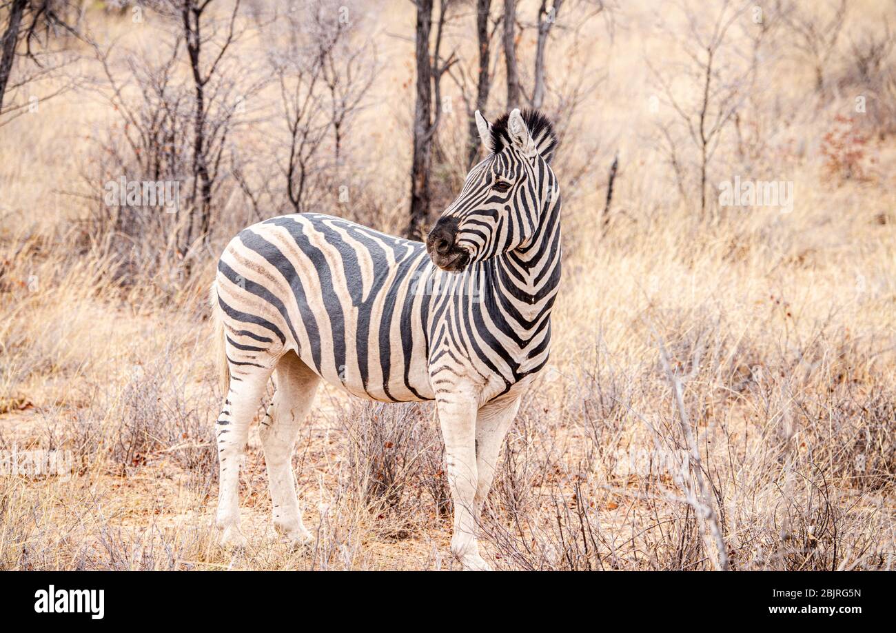 Zebra spotted in the Khama Rhino Sanctuary, Botswana, during winter Stock Photo