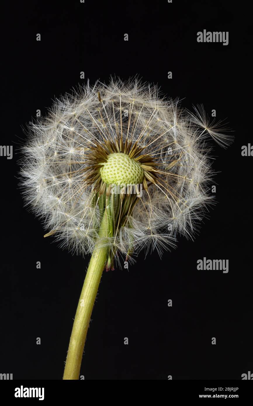 Dandelion Seedhead Close Up (Taraxacum) Stock Photo