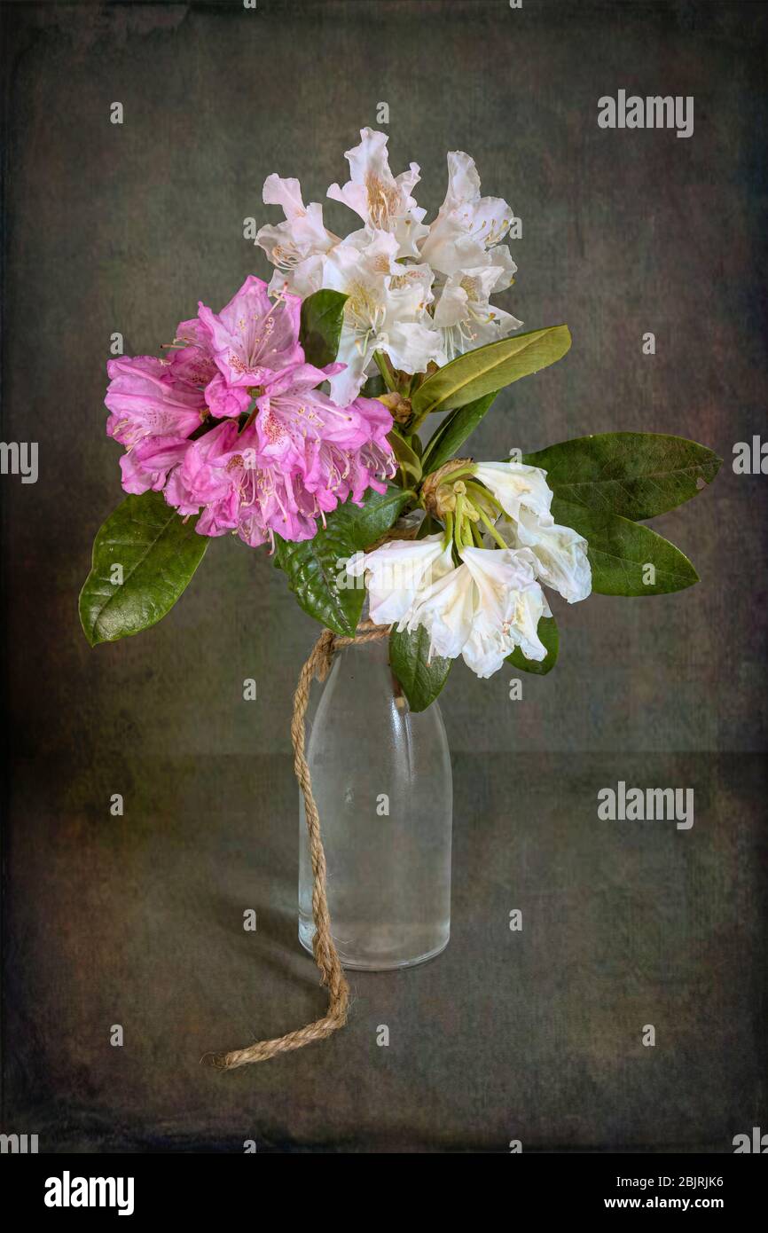 Rhododendron Flowers In Vase Stock Photo - Alamy